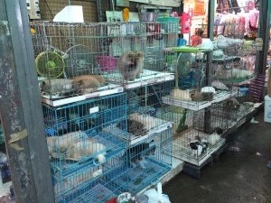 Chatuchak More Pets         